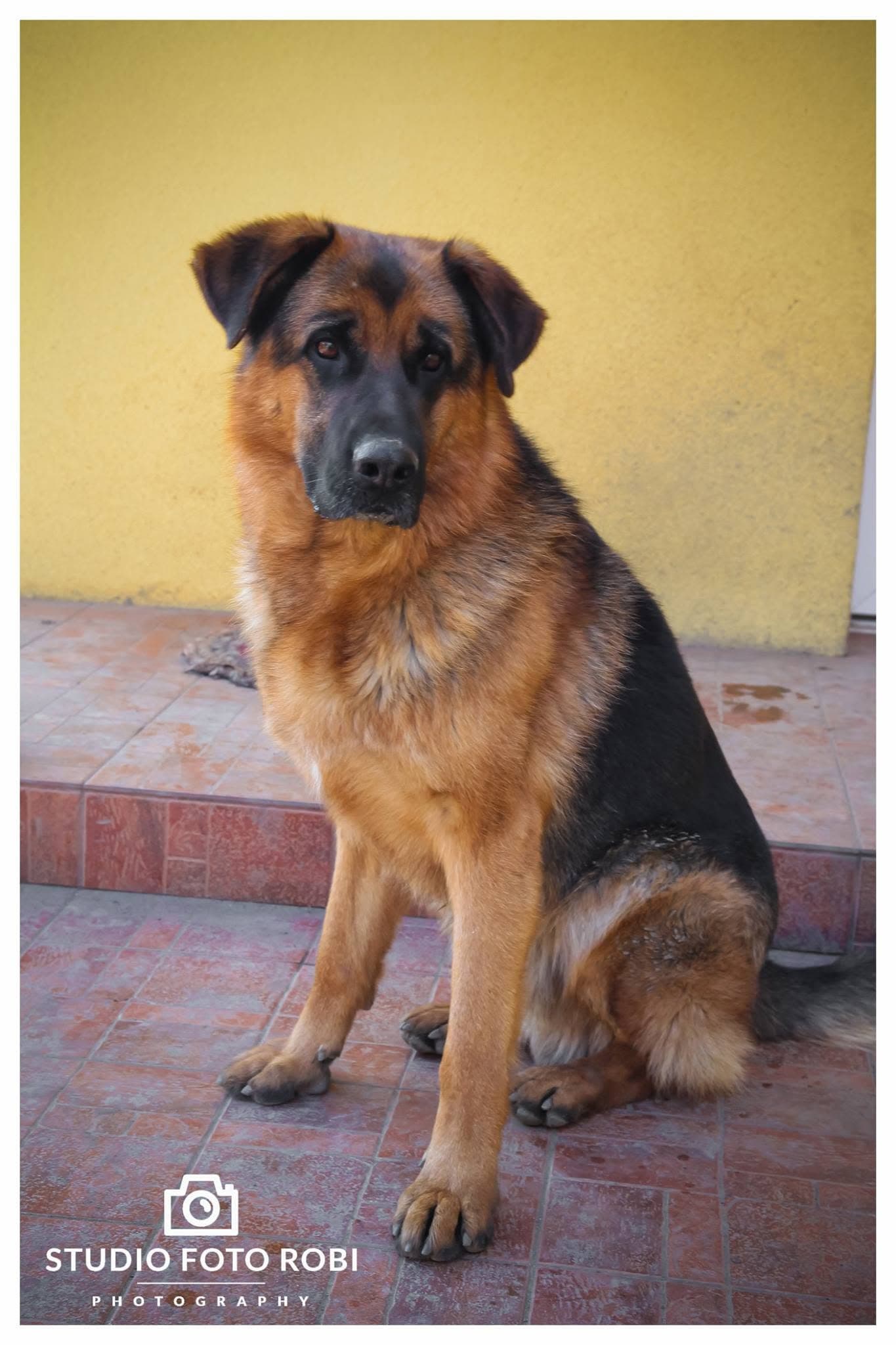 Portret de animal de companie realizat în studio